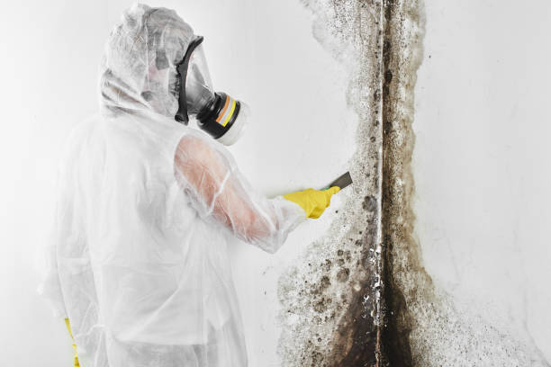 Best Crawl Space Mold Removal  in Gilbert, MN