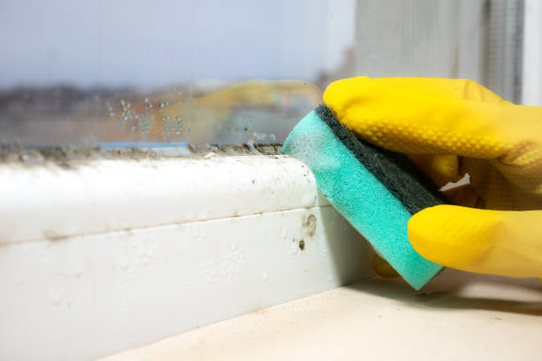 Best Certified Mold Removal  in Gilbert, MN