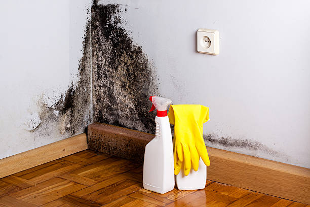 Mold Testing and Removal in Gilbert, MN