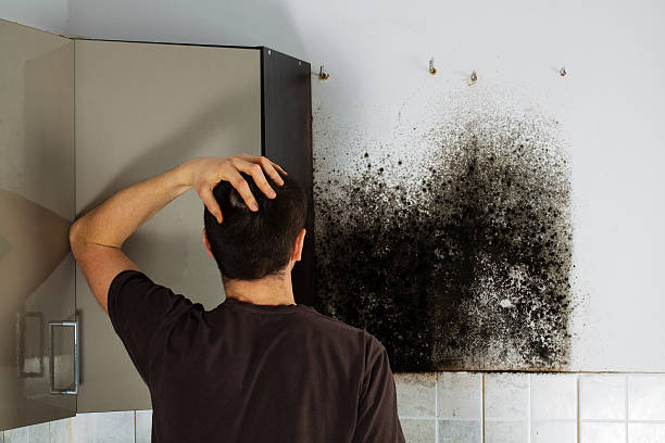 Best Affordable Mold Removal  in Gilbert, MN