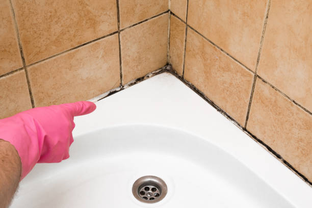 Best Mold Cleaning Services  in Gilbert, MN